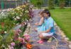 How to Create a Low-Maintenance Garden